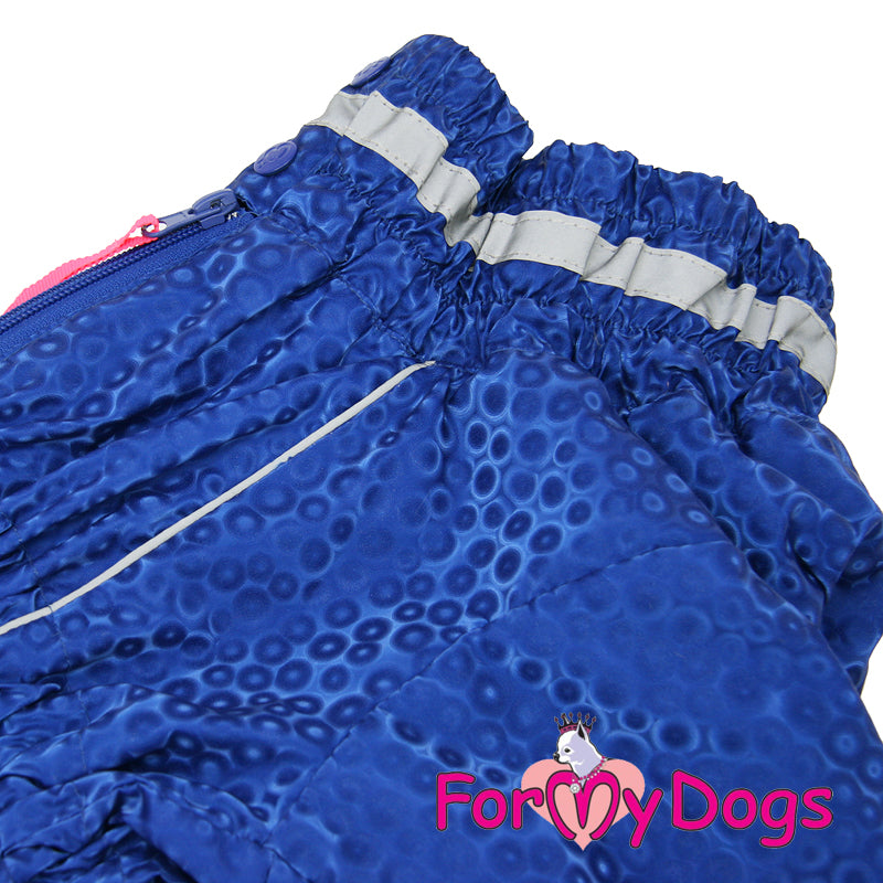 Electric Blue Winter Suit For Boys For Medium, Large Breeds, Pugs & Westies SPECIAL ORDER